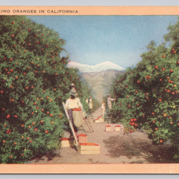 Vintage Postcard, Picking Oranges in California, Orange Grove, California Postcard, c1940s unposted