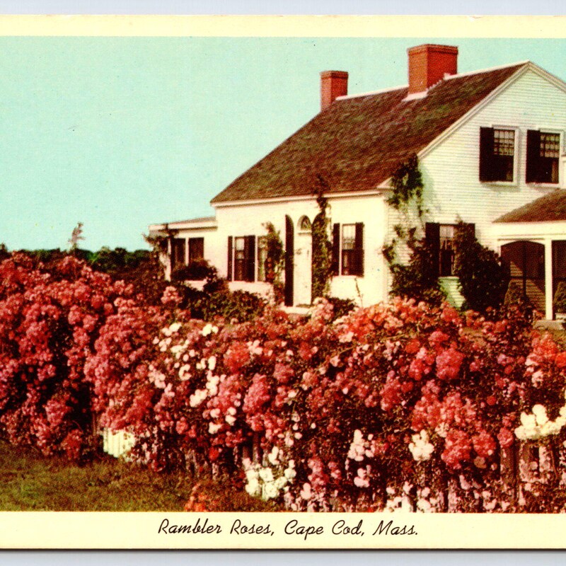 Cape Cod Roses - Etsy