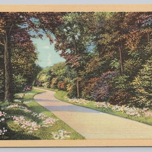 Vintage Postcard, Tree & Flower Lined Windy Country Road, Unidentified Location Vintage Linen Postcard, c1940s unposted