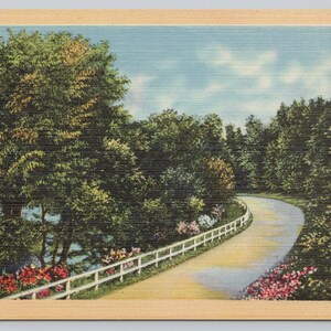 Vintage Postcard, Tree & Flower Lined Country Road, Unidentified Location Vintage Linen Postcard, c1940s unposted