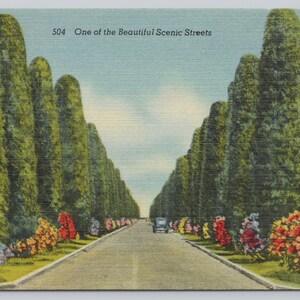 Vintage Postcard, One of the Beautiful Scenic Streets in Miami Florida, Flower Lined Street, c1940s unposted