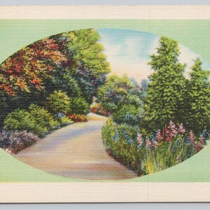 Vintage Postcard, Country Road in the Forest, Scenic View, Unidentified Location Vintage Linen Postcard, c1940s unposted