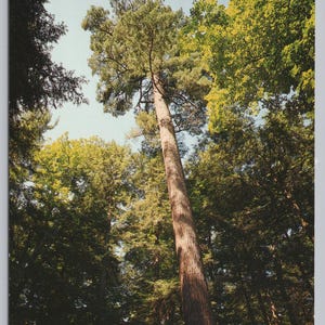 May include: A tall white pine tree stands in a dense forest with green foliage under a clear blue sky. The text "WHITE PINE" appears in large green letters at the bottom, followed by the smaller yellow text "Michigan's State Tree".