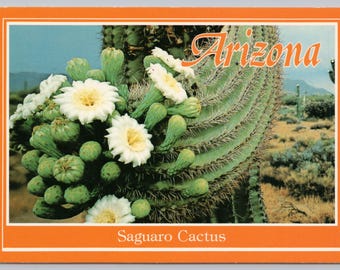 Saguaro Cactus in bloom in Arizona Postcard 4x6 unposted