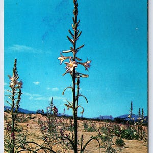 May include: A tall white flower with green stems and leaves grows in a sandy desert landscape against a bright blue sky.