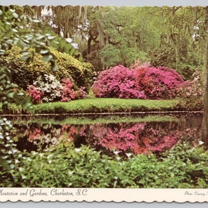 Vintage Postcard, Spanish Moss & Azaleas, Magnolia Plantation and Gardens, Charleston South Carolina, c1970s 4x6 unposted