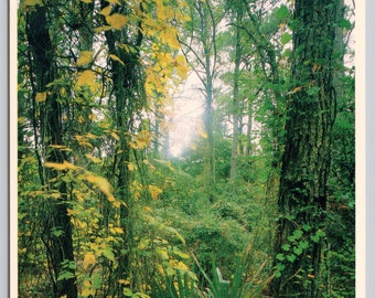 Vintage Postcard, Maritime Woods, Cape Hatteras National Seashore North Carolina, c1980s 4x6 unposted