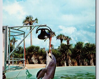 Vintage Postcard, Trained Porpoise rings bell at Marineland of Florida, Famous Oceanarium, St. Augustine Florida, c1960s unposted