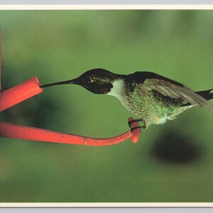May include: A small hummingbird with iridescent green and black feathers perched on a bright orange plastic feeder. The bird has a long, thin beak inserted into the feeder's spout to drink nectar, showcasing its delicate form and plumage.
