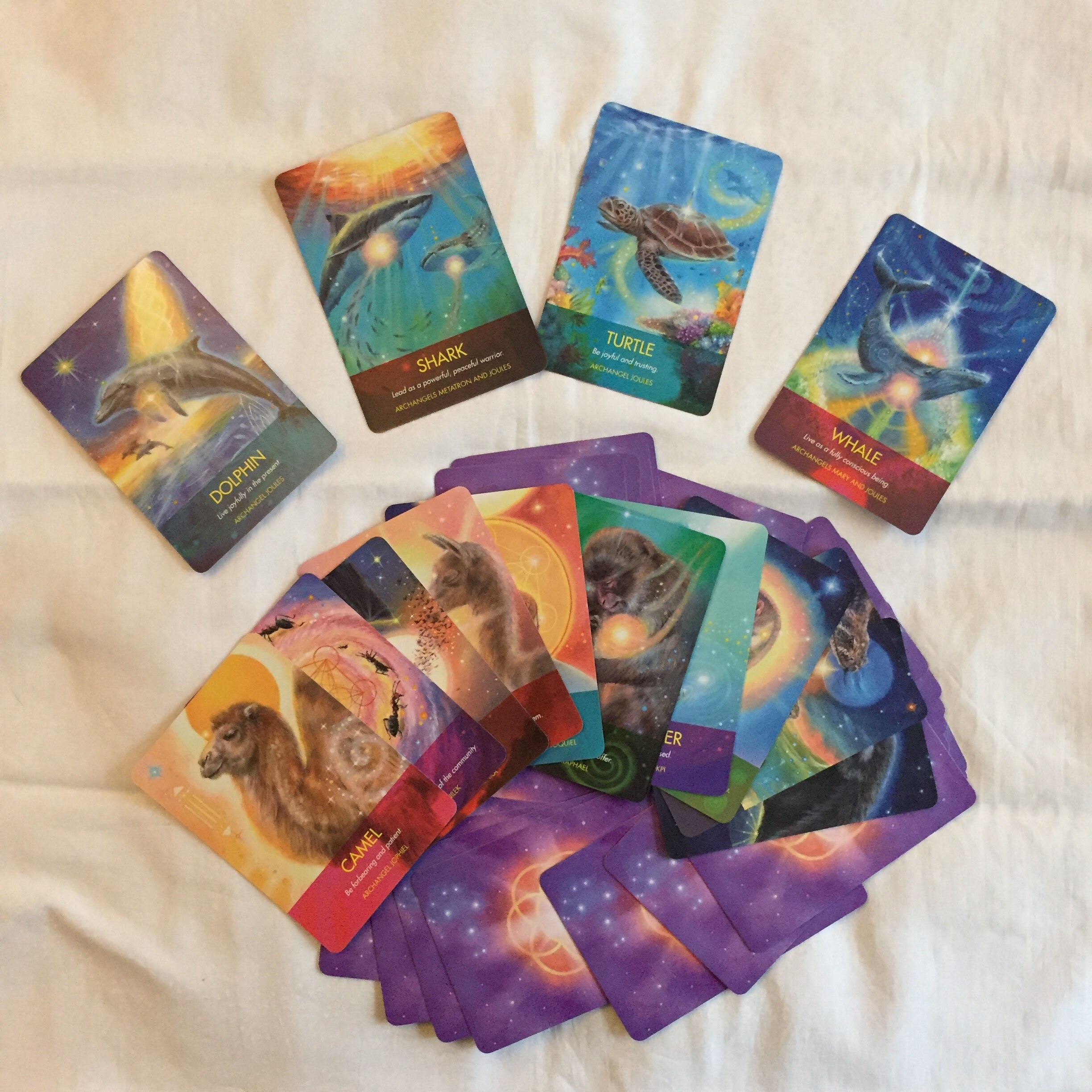 Animal Oracle Lecture 3 Cartes