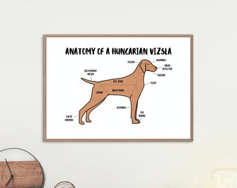 Anatomy of a Hungarian Vizsla Poster | A5 & A4 Dog Print | Customisable Dog Art | Vizsla Dog Illustration | Funny Anatomical Dog Drawing