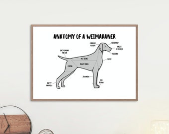 Anatomy of a Weimaraner Poster | A5 & A4 Dog Print | Customisable Dog Art | Weimaraner Dog Illustration | Funny Anatomical Dog Drawing