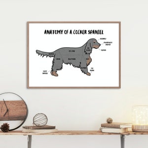 Anatomy of a Cocker Spaniel Poster | A5 & A4 Dog Print | Customisable Dog Art | Cocker Spaniel Illustration | Anatomical Dog Drawing