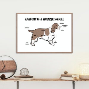 Anatomy of a Springer Spaniel Poster | A5 & A4 Dog Print | Customisable Dog Art | Springer Spaniel Illustration | Anatomical Dog Drawing