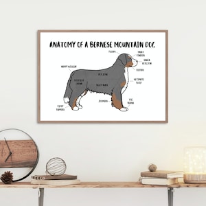 Anatomie eines Berner Sennenhundes Poster | A5 & A4 Hundedruck | Anpassbare Hundekunst | Berner Illustration | Lustige anatomische Hundezeichnung