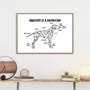Anatomy of a Dalmatian Poster | A5 & A4 Dog Print | Custom Dog Art | Liver-Spotted and Black-Spotted Dalmatian Illustration | Dog Anatomy