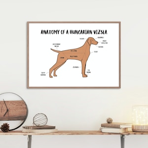 Anatomy of a Hungarian Vizsla Poster | A5 & A4 Dog Print | Customisable Dog Art | Vizsla Dog Illustration | Funny Anatomical Dog Drawing
