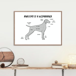Anatomy of a Weimaraner Poster | A5 & A4 Dog Print | Customisable Dog Art | Weimaraner Dog Illustration | Funny Anatomical Dog Drawing