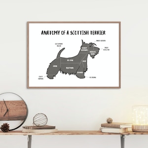 Anatomy of a Scottish Terrier Poster | A5 & A4 Dog Print | Customisable Dog Art | Scottie Dog Illustration | Funny Anatomical Dog Drawing