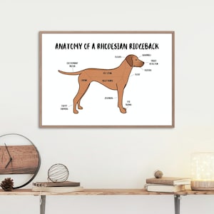 Anatomy of a Rhodesian Ridgeback Poster | A5 & A4 Dog Print | Customisable Dog Art | Ridgeback Dog Illustration | Anatomical Dog Drawing