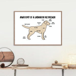 Anatomy of a Labrador Retriever Poster | A5 & A4 Dog Print | Custom Dog Art | Golden, Fox Red, Chocolate and Black Labrador Illustration
