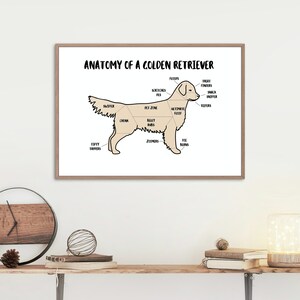 Anatomy of a Golden Retriever Poster | A5 & A4 Dog Print | Customisable Dog Art | Golden Retriever Illustration | Anatomical Dog Drawing