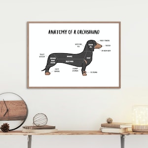 Anatomy of a Dachshund Poster | A5 & A4 Dog Print | Customisable Sausage Dog Art | Dachshund Dog Illustration | Funny Anatomical Dog Drawing