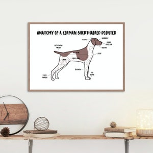 Anatomy of a German Shorthaired Pointer Poster | A5 & A4 Dog Print | Customisable Dog Art | Pointer Illustration | Anatomical Dog Drawing