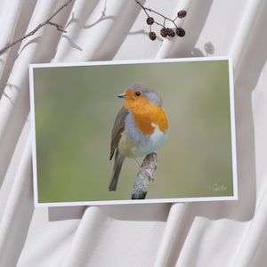 Arte de Robin da Primavera | Cartaz de Robin desenhado à mão, cartão de felicitações, cartão postal | Cartão de felicitações de Páscoa | Pintura a guache de um pássaro Robin Redbreast