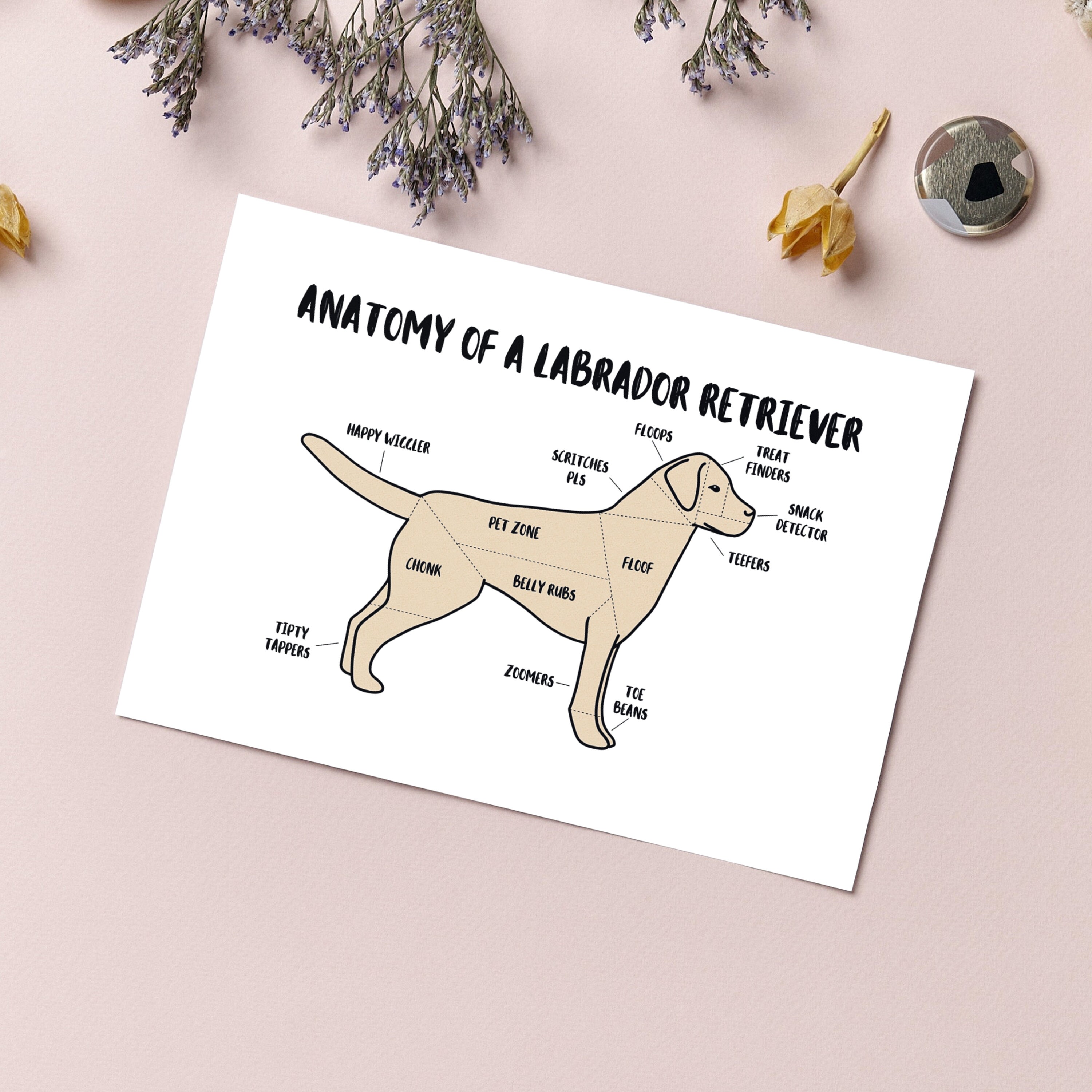 Anatomy of a Labrador Retriever Poster A5 & A4 Dog Print Etsy UK