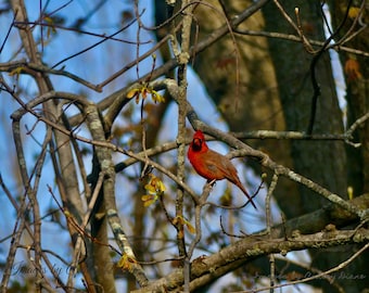 Cardinal du Nord