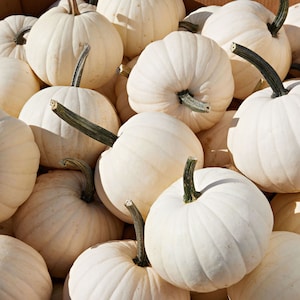 May include: A close-up of a group of white pumpkins. The pumpkins are arranged in a pile, with some of them overlapping. The pumpkins are all smooth and have a slightly glossy finish.