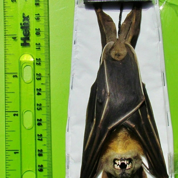 Real Lesser Short-Nosed Fruit Bat Cynopterus Brachyotis Hanging Fast From Usa