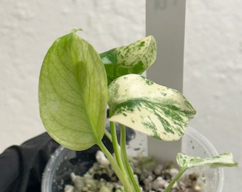 US SELLER Super Rare Monstera Mint Deliciosa in high variegation