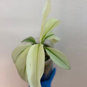 US Seller Musa 'namwa' Mint, Rare Decorated Banana Plant With