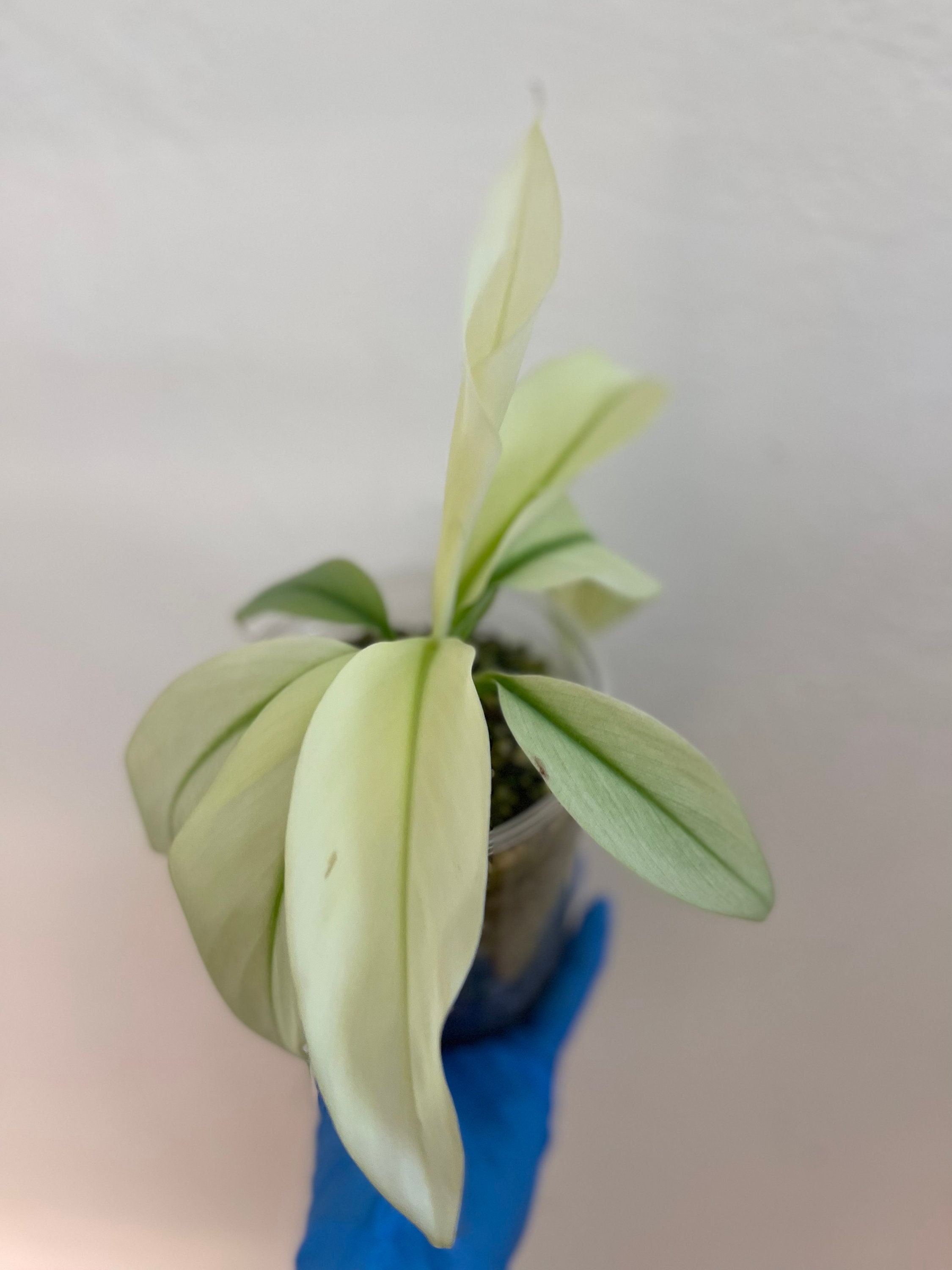 その他観葉植物 Musa Wah Kom Mint Musa Wah Kom Mint