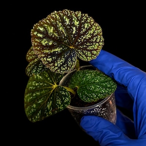 May include: A potted begonia plant with dark green, heart-shaped leaves featuring silver-white speckled patterns. The plant is in a clear plastic cup. Text at the bottom reads: SOLARMONSTERA Growing with Sunshine.