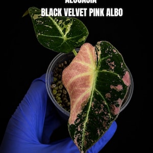 Alocasia Black Velvet Pink Albo Tissue Culture - Pack of 1 - US Seller
