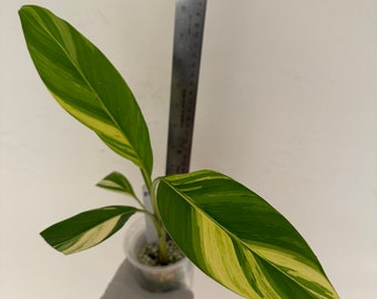 Musa Aurea, Yellow Variegated Banana plant - US Seller