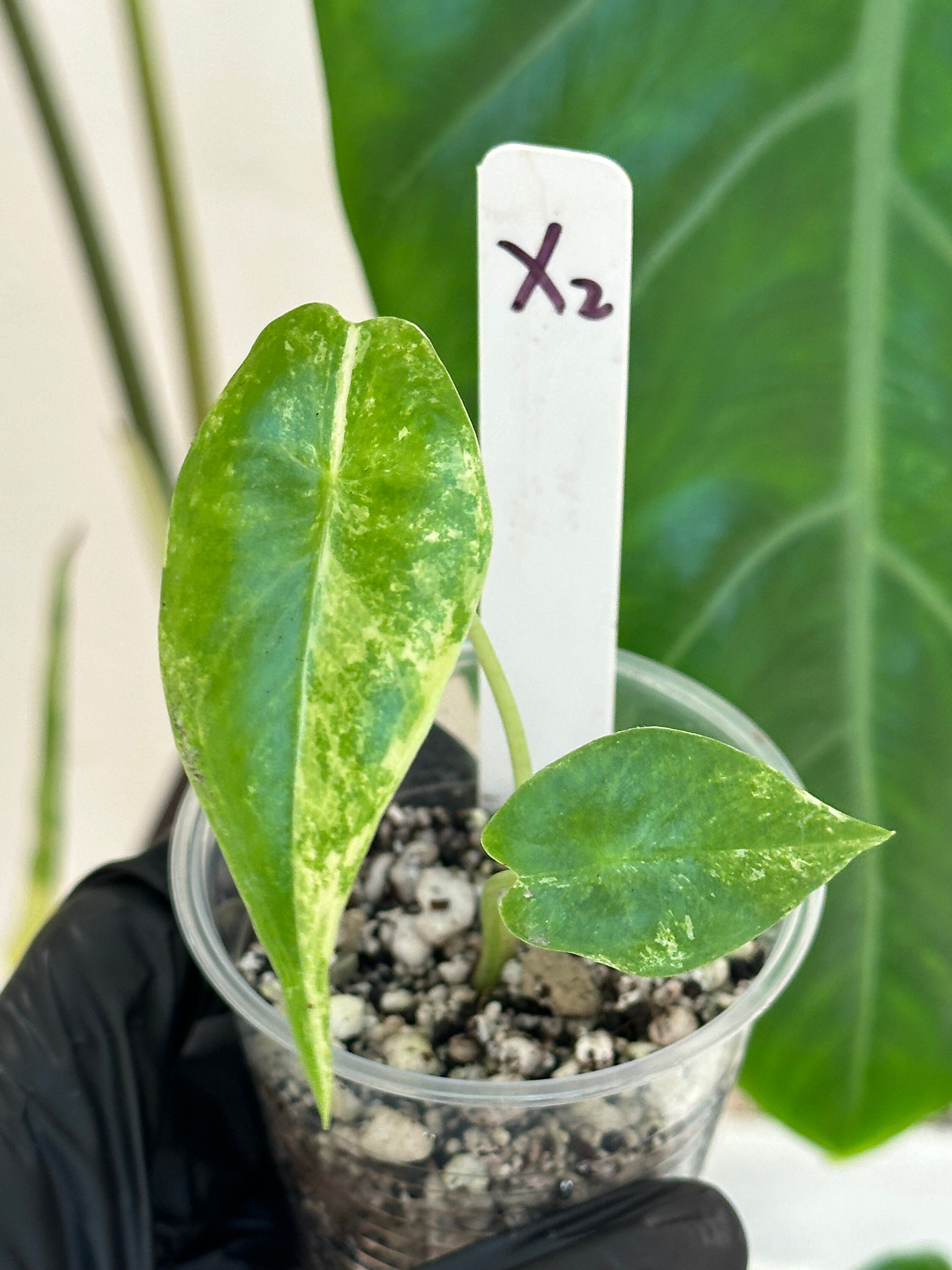 US Seller Alocasia Longiloba Variegated - Exact Plants - Etsy