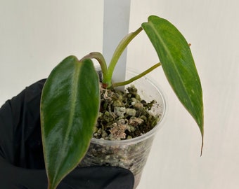 Philodendron Spiritus Sancti -- Exact Plants US SELLER