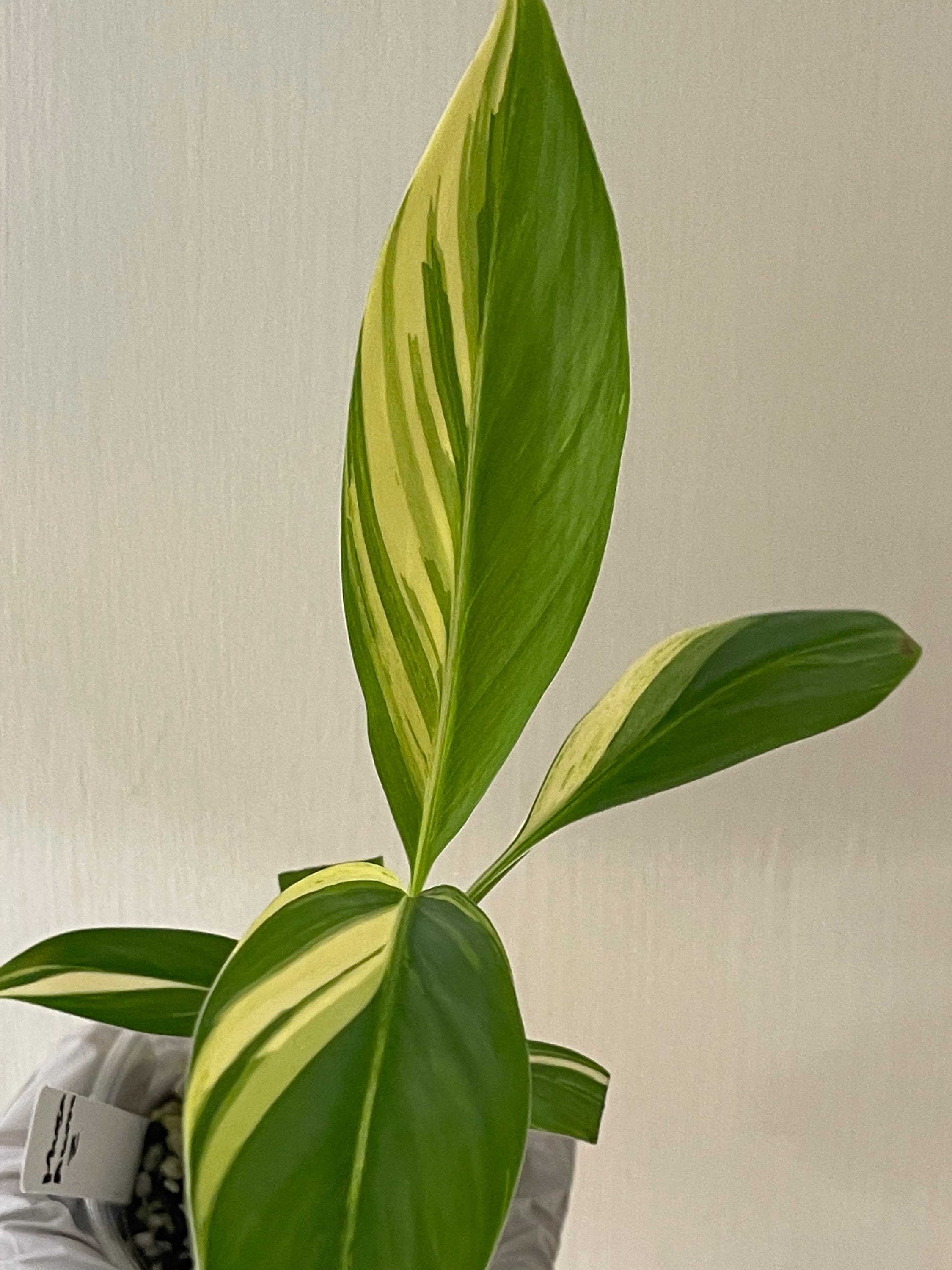 US SELLER - Musa Aurea, Yellow Variegated Banana - Rarer Than Musa