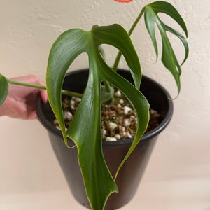 US SELLER Monstera Burle Marx Flame, very rare monstera BMF