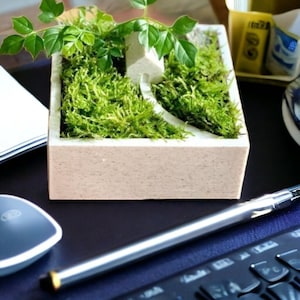 May include: A small, white, square planter with a miniature landscape scene. The planter is filled with green moss and a small, white house. A small, green plant is growing out of the planter.