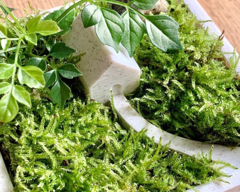 Op de afbeelding: Een wit miniatuurhuis met een getextureerd oppervlak staat op een bed van groen mos. Het huis is omringd door groene bladeren.