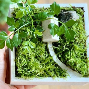 Zen Planter v2 afbeelding 3