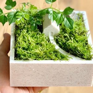 Op de afbeelding: Een kleine witte plantenbak met een miniatuurhuisje en groen mos erin. De plantenbak is gemaakt van een getextureerd materiaal en heeft een vierkante vorm.