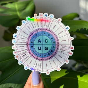 May include: A colorful circular chart with the genetic code for amino acids. The chart is divided into four quadrants, each representing a different codon. The codons are listed around the outside of the chart, and the corresponding amino acids are listed inside the chart. The chart is printed on a white background.