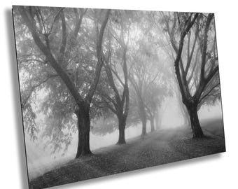 Misty Morning Trees – Wall Art, Foggy Landscape Photograph, Black & White Print Canvas Acrylic Metal, Nature Wall Decor, County Lane Fog