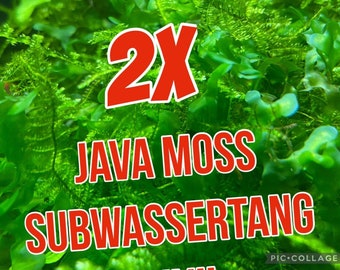2x Java Moss and Subwassertang Pellia Moss MIX for Shrimp Aquarium Fish Tanks